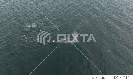 Aerial view of two fin whales, Balaenoptera physalus, hunting in Donegal Bay, Ireland 130491734