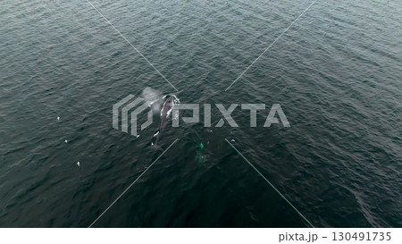 Aerial view of two fin whales, Balaenoptera physalus, hunting in Donegal Bay, Ireland 130491735