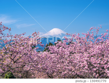 大井ゆめの里で満開の川津桜の間から富士山が見える風景 130491770