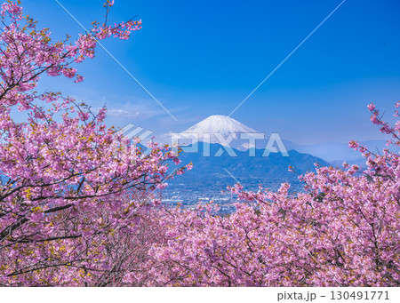 満開の川津桜の向こうに富士山が見える大井ゆめの里の風景 130491771