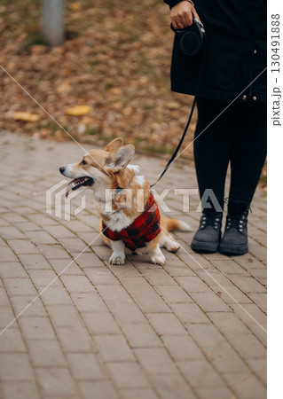 Corgi in red plaid jacket sits obediently beside owner during an autumn walk Corgi in red plaid jacket sits obediently beside owner during an autumn walk 130491888