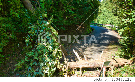 富山県朝日町の山道をふさいでいた倒木 富山県朝日町の山道をふさいでいた倒木 130492126