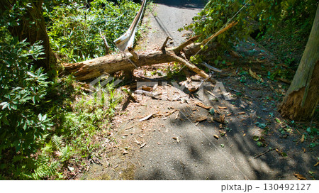 富山県朝日町の山道をふさいでいた倒木 富山県朝日町の山道をふさいでいた倒木 130492127