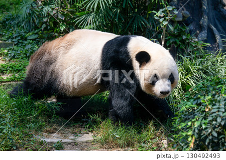 マカオ　セッパイワン公園　ジャイアントパンダ館 130492493