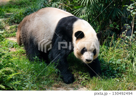 マカオ　セッパイワン公園　ジャイアントパンダ館 130492494