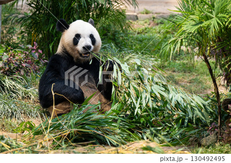 マカオ　セッパイワン公園　ジャイアントパンダ館 130492495