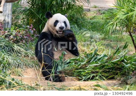 マカオ　セッパイワン公園　ジャイアントパンダ館 130492496
