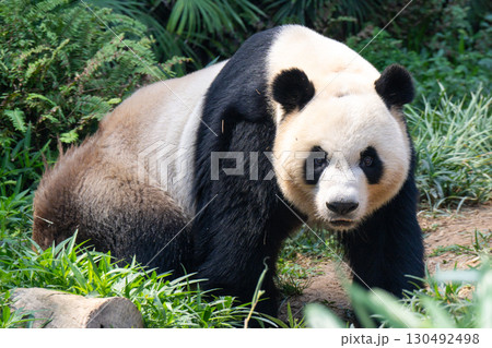 マカオ　セッパイワン公園　ジャイアントパンダ館 130492498