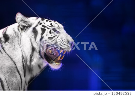 White tiger close-up on a dark background. 130492555
