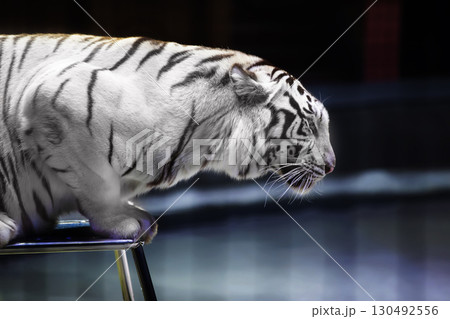 White tiger close-up on a circus chair. 130492556