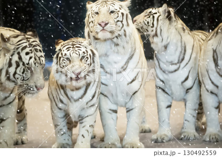 A group of beautiful white tigers covered with snow. Year of the tiger according to the Chinese calendar. A group of beautiful white tigers covered with snow. Year of the tiger according to the Chinese calendar. 130492559