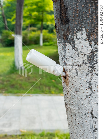Performing tree injection therapy with white container in summer at the park to ensure proper tree health Performing tree injection therapy with white container in summer at the park to ensure proper tree health 130492757