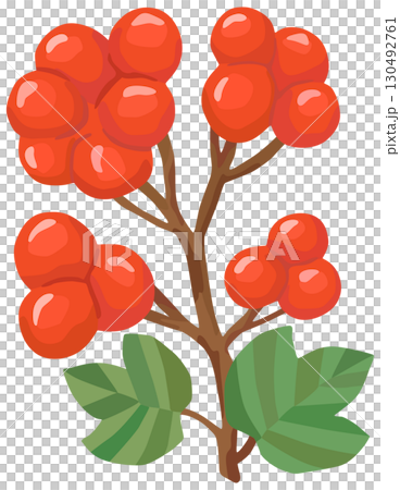 莢蒾插圖秋季圖像向量素材 130492761