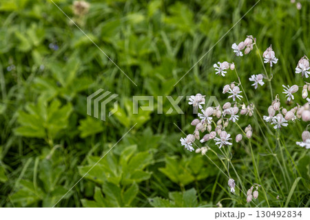 Bladder Campion Flowers Bladder Campion Flowers 130492834