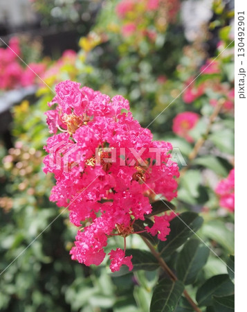 生命力あふれる、鮮やかなピンクのサルスベリの花 生命力あふれる、鮮やかなピンクのサルスベリの花 130492901