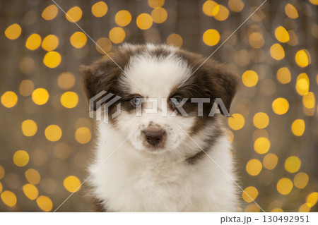 Cute brown and white Australian Shepherd puppy sitting in front of festive bokeh lights. 130492951