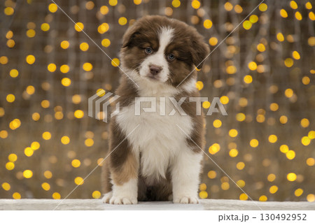 Cute brown and white Australian Shepherd puppy sitting in front of festive bokeh lights. 130492952