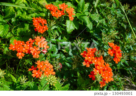 バーベナ 130493001