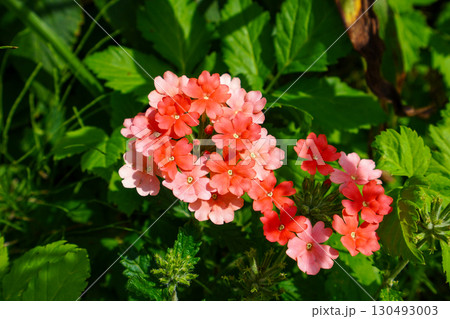 バーベナ バーベナ 130493003