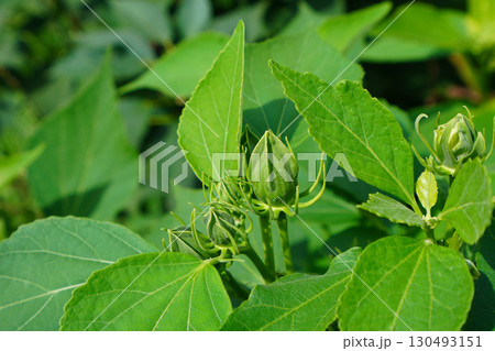 芙蓉のつぼみ 芙蓉のつぼみ 130493151