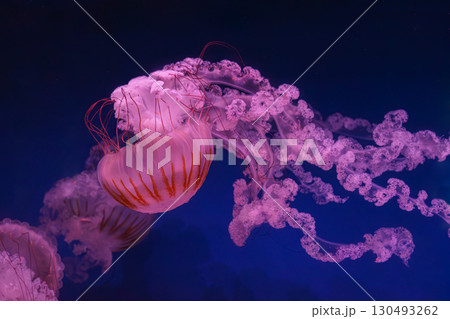 South American sea nettle or Chrysaora plocamia jellyfish swim in deep blue water of aquarium South American sea nettle or Chrysaora plocamia jellyfish swim in deep blue water of aquarium 130493262