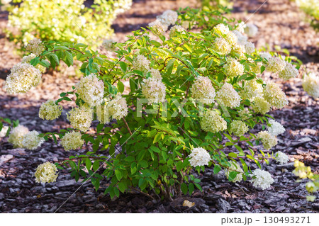 Lush bush of blooming white hydrangea paniculata flowers in sunny garden background Lush bush of blooming white hydrangea paniculata flowers in sunny garden background 130493271