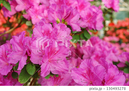 Blooming pink japan Azalea Ericaceae bush, Geisha Purple, rhododendron flower macro, background Blooming pink japan Azalea Ericaceae bush, Geisha Purple, rhododendron flower macro, background 130493278