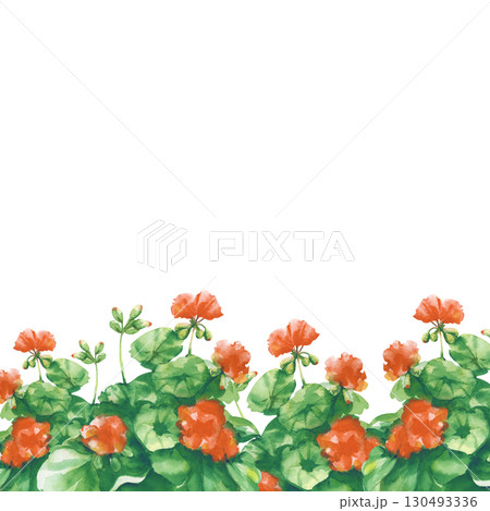A square frame with a hand-drawn geranium flower. Watercolor illustration with a red flower. A botanical template with an empty place to insert. Gardening. 130493336