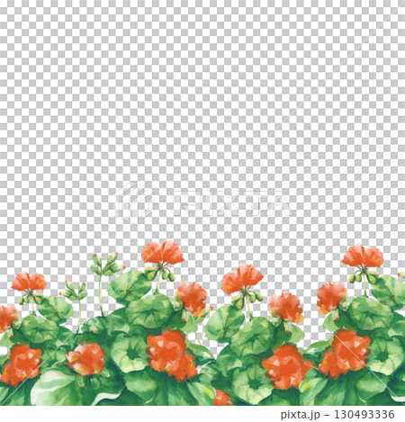 A square frame with a hand-drawn geranium flower. Watercolor illustration with a red flower. A botanical template with an empty place to insert. Gardening. 130493336