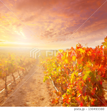 sunrise in vineyard at Utiel Requena vineyards spain sunrise in vineyard at Utiel Requena vineyards spain 130493380