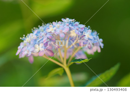 パステルカラーの紫陽花 130493408