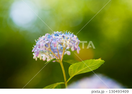 パステルカラーの紫陽花 130493409
