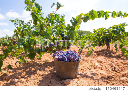 bobal harvesting with wine grapes harvest bobal harvesting with wine grapes harvest 130493447