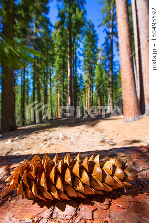 Sequoia pine cone macro in Yosemite Mariposa Grove Sequoia pine cone macro in Yosemite Mariposa Grove 130493592