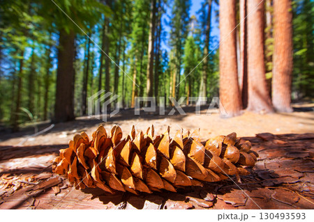 Sequoia pine cone macro in Yosemite Mariposa Grove Sequoia pine cone macro in Yosemite Mariposa Grove 130493593