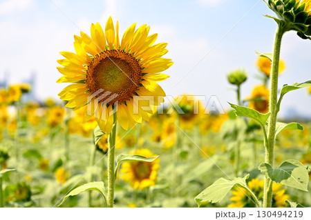 ヒマワリ畑から 130494219