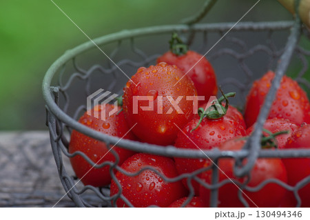 Pepper shaped tomatoes in metal mesh basket. Different tomatoes in baskets near the greenhouse. Pepper shaped tomatoes in metal mesh basket. Different tomatoes in baskets near the greenhouse. 130494346