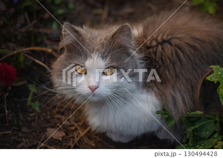 Cats that live outside. Take care of domestic cats living on the street. Cats that live outside. Take care of domestic cats living on the street. 130494428