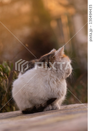 Kitten lies in colorful autumn flowers in the background. 130494435