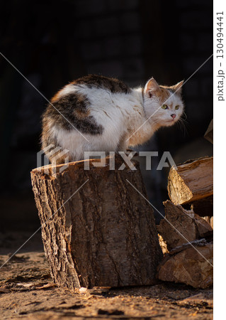 Pathetic homeless cat around looking for food. Rescue of pets. Pathetic homeless cat around looking for food. Rescue of pets. 130494441