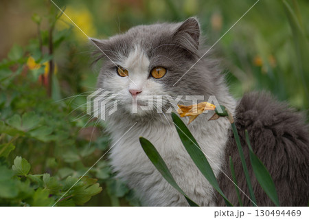 Close up portrait of a kitten among the blooming branches. Portrait of cat on a background of garden field. 130494469