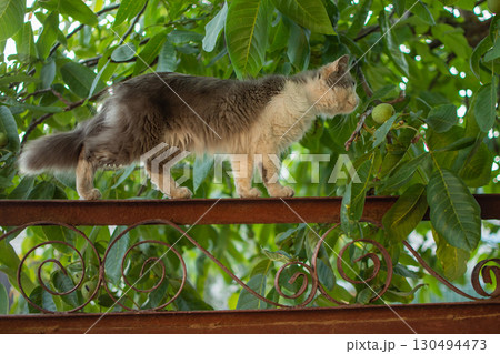 Smart skillful cat laying on metallic fence on a summer day. Beautiful kitten is resting sitting on metallic fence. Smart skillful cat laying on metallic fence on a summer day. Beautiful kitten is resting sitting on metallic fence. 130494473