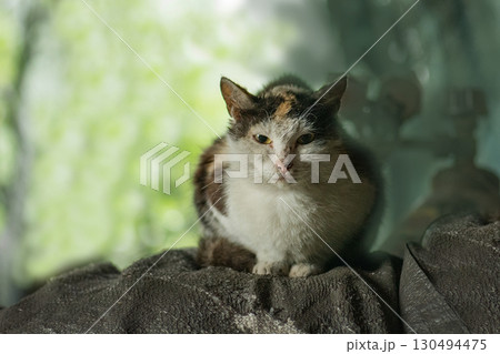 Lonely homeless painful injured  cat. Street dirty unhappy cat needs a veterinarian help. 130494475