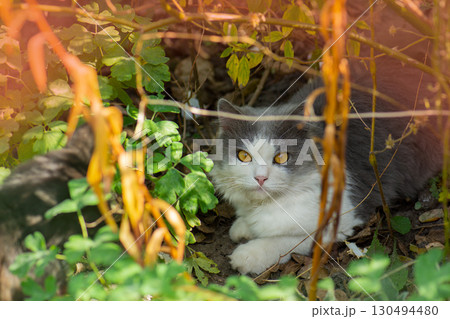 Cat on the grass in the autumn fall garden surrounded by flowers 130494480
