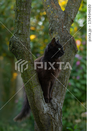 Little kitten on a tree branch. Elegant and beautiful kitten trying to climb a tree. Little kitten on a tree branch. Elegant and beautiful kitten trying to climb a tree. 130494680