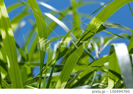 夏の陽射を浴びるススキの葉 夏の陽射を浴びるススキの葉 130494760