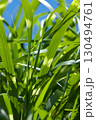 夏の陽射を浴びるススキの葉 130494761