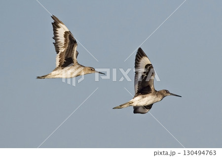 Pair of Willet, Tringa semipalmata, in flight 130494763