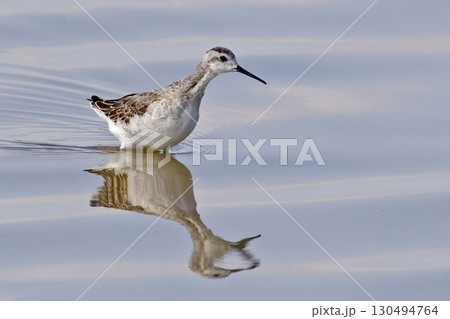 Wilson's Phalarope, Phalaropus tricolor, wading in marsh 130494764