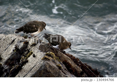 Pair of Black Turnstone, Arenaria melanocephala 130494766